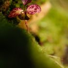 fleur sur mousse