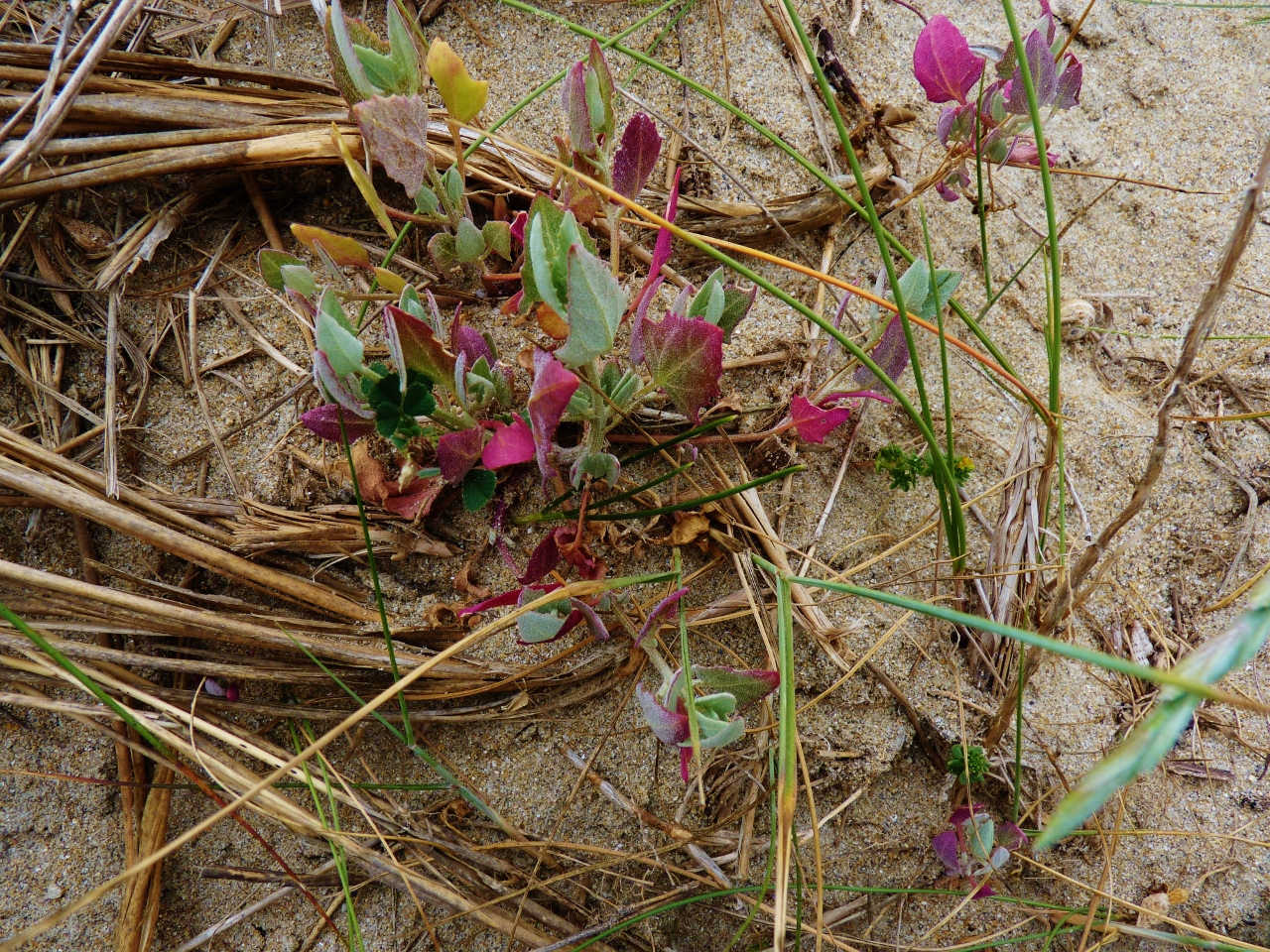 Fleur sur une dune