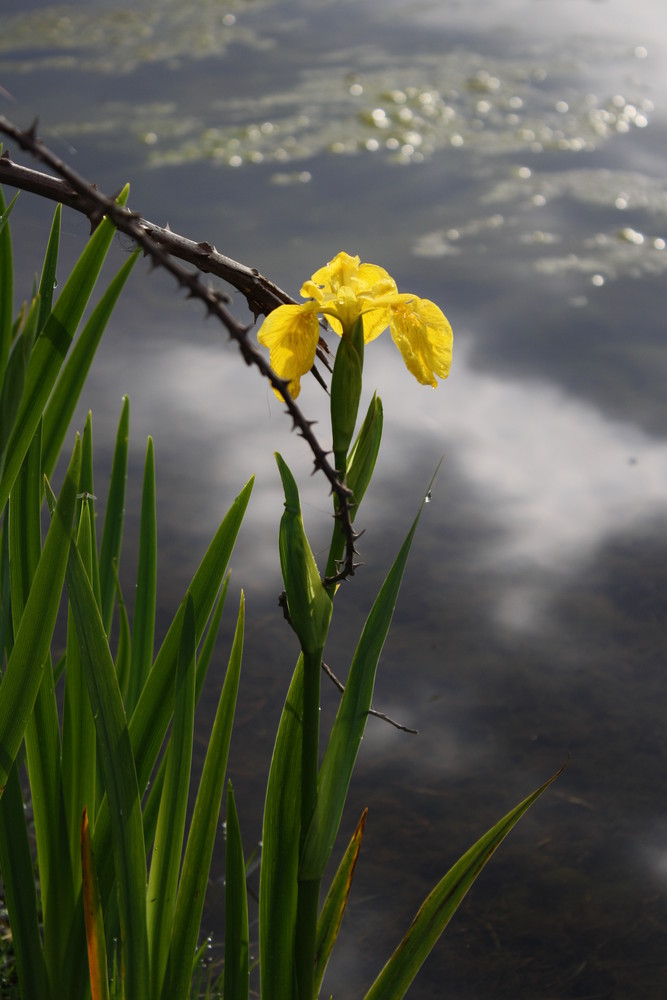 Fleur typique en camargue