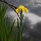 Fleur typique en camargue