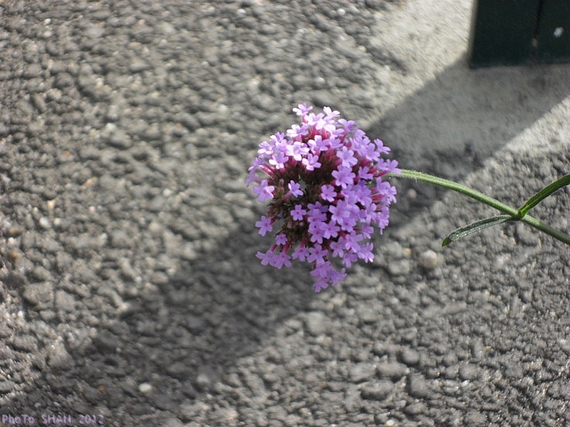 Fleur urbaine