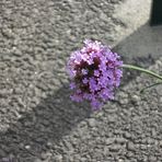 Fleur urbaine