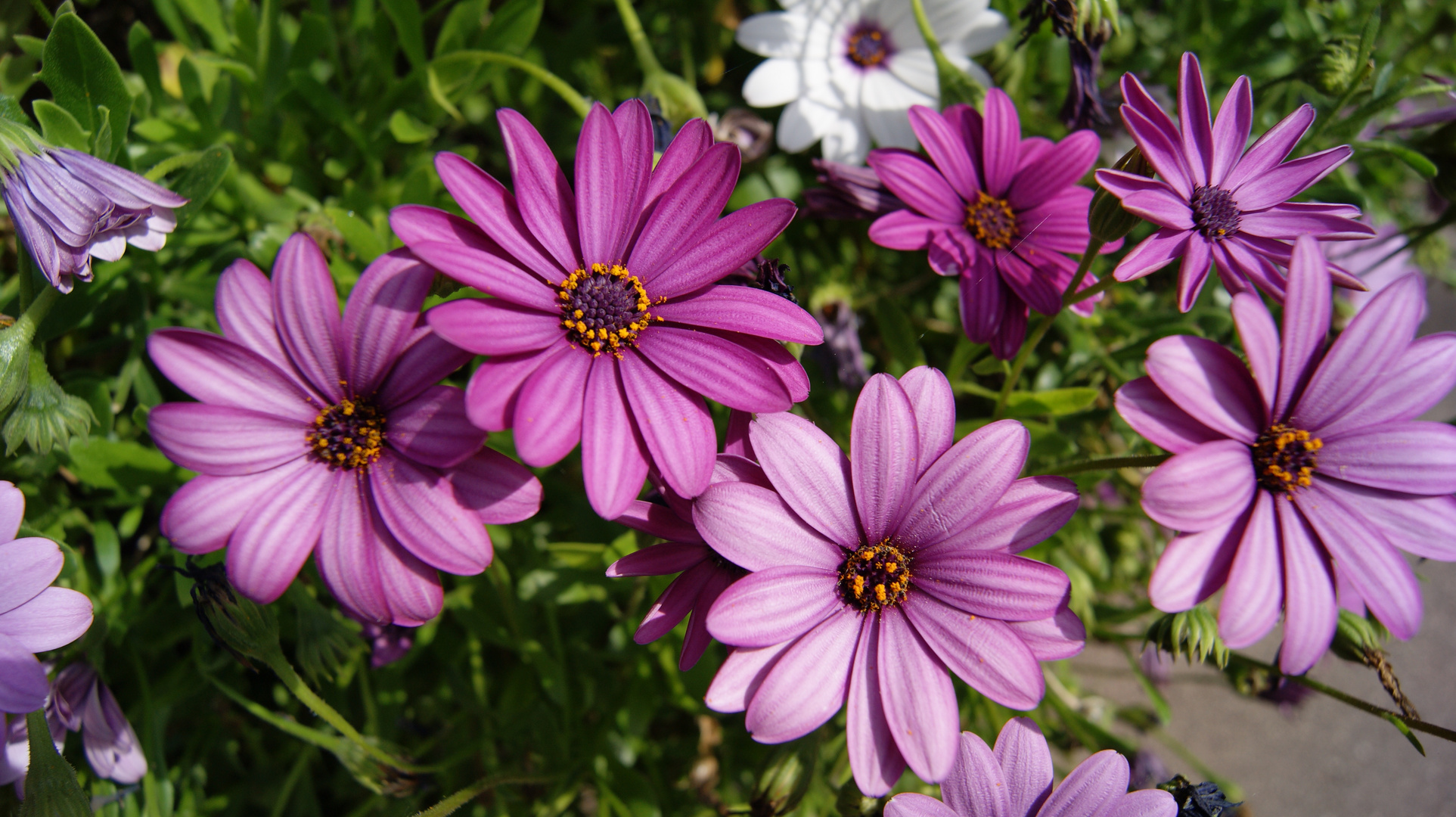 Fleur violette