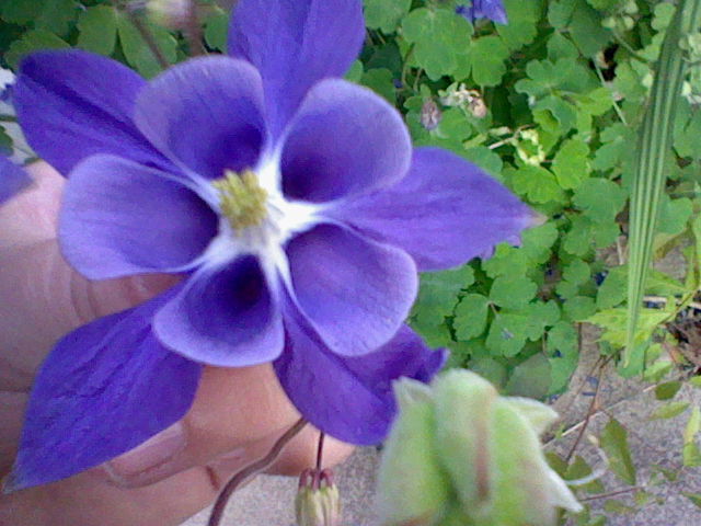 Fleur violette