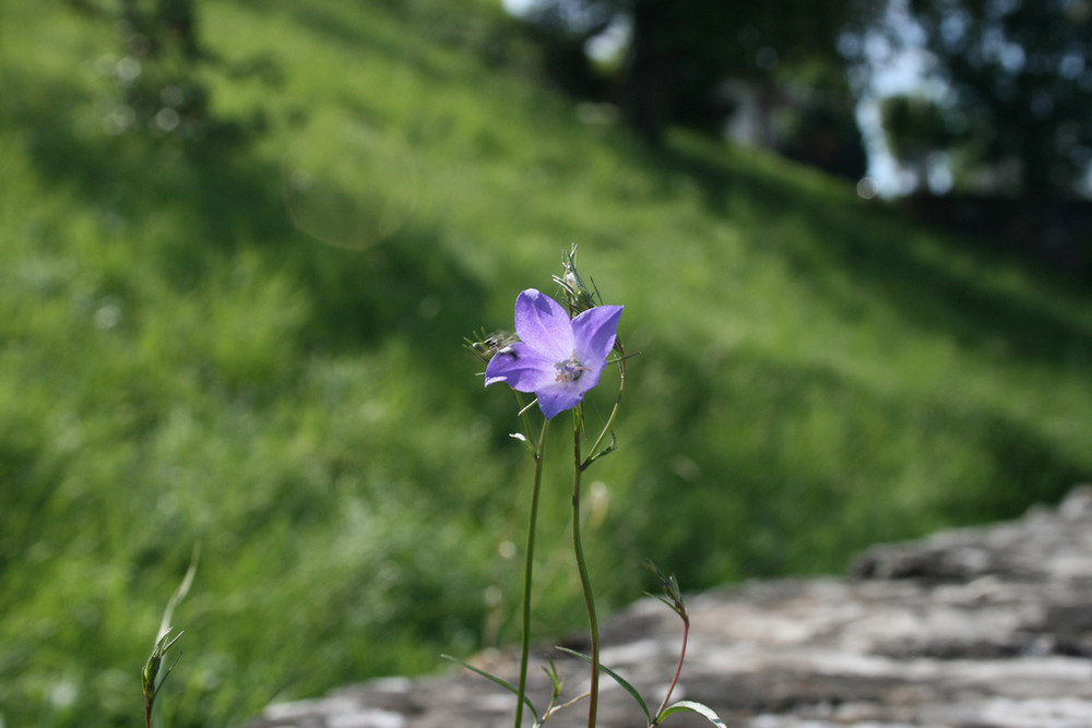 Fleur Violette