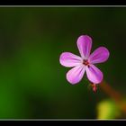 Fleur violette