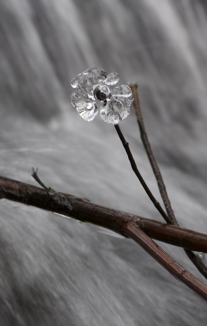 Fleure de glace