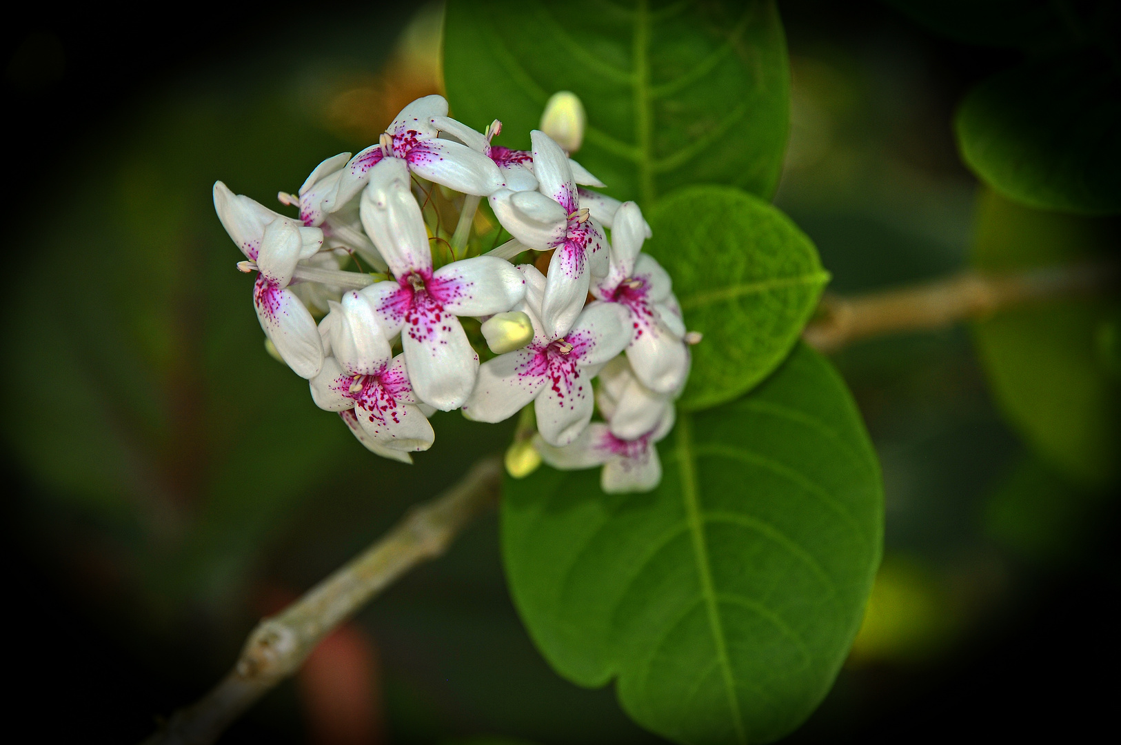 Fleure de Maurice