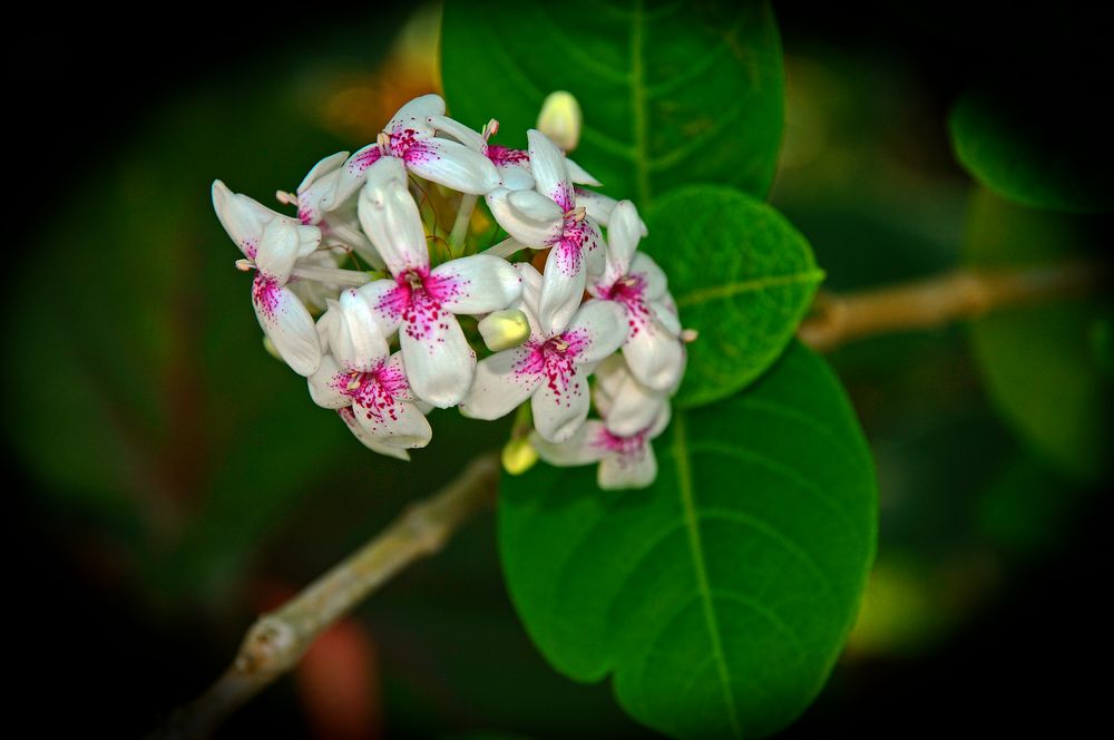 Fleure de Maurice