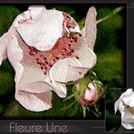 "Fleure Une"