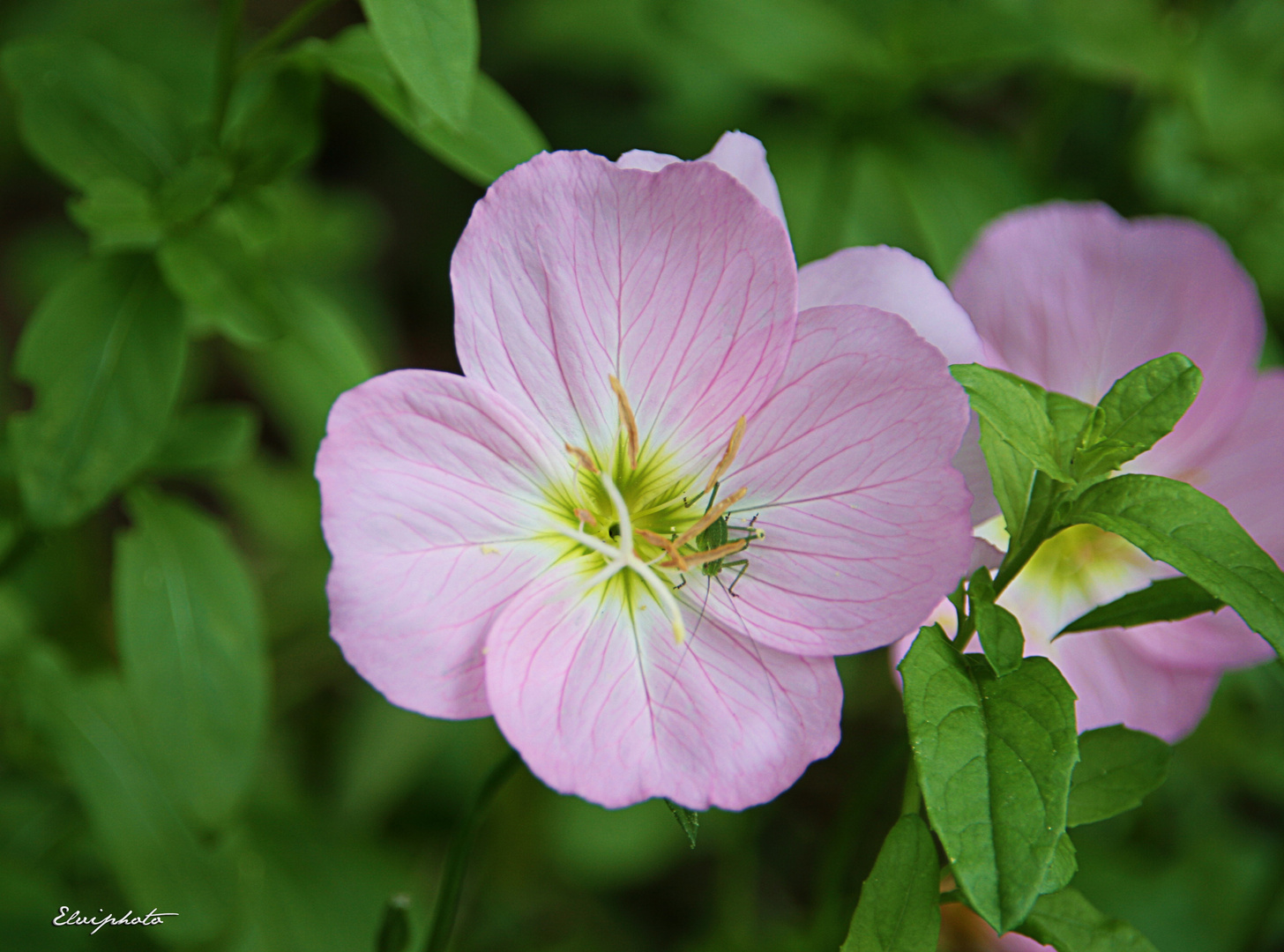 fleurette-mauve-photo-et-image-fleurs-nature-fleurs-images