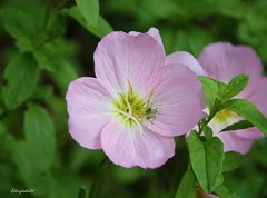 fleurette mauve