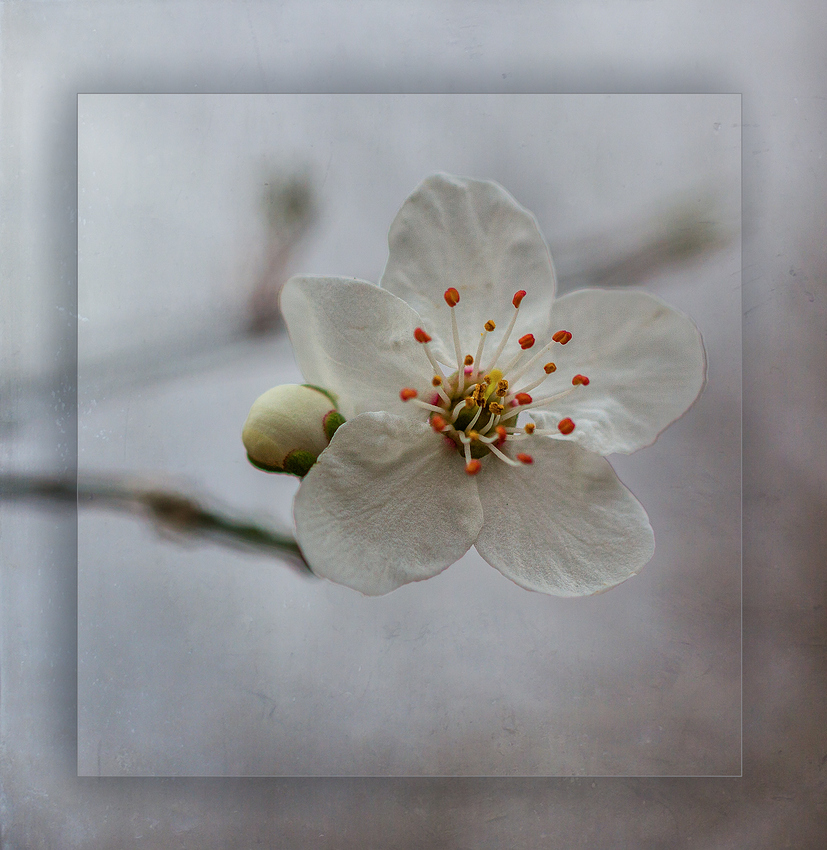 Fleurette " Revue par Joelle Millet "