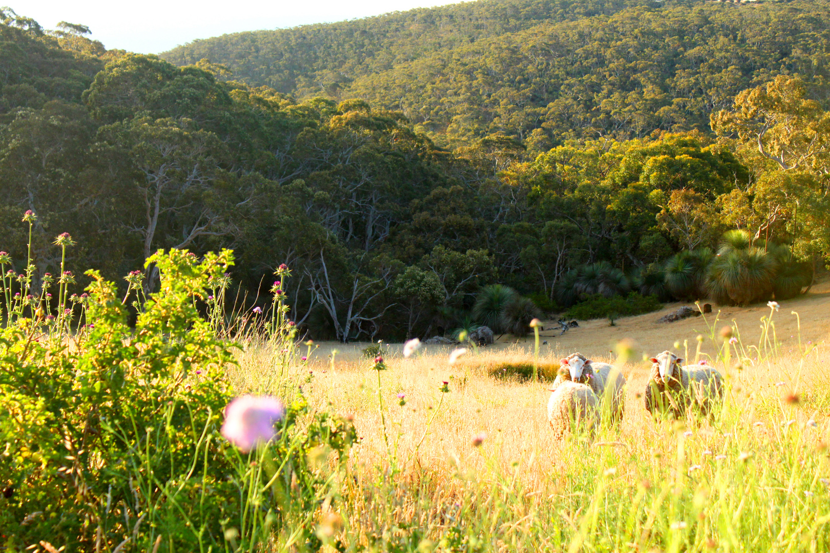 Fleurieu Peninsula - South Australia