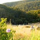 Fleurieu Peninsula - South Australia