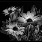 fleurir monochrome