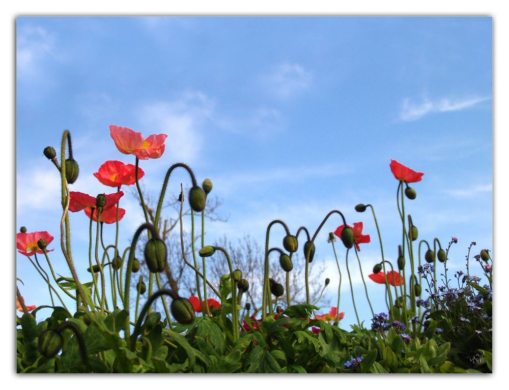 fleurir sous le ciel bleu