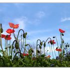 fleurir sous le ciel bleu