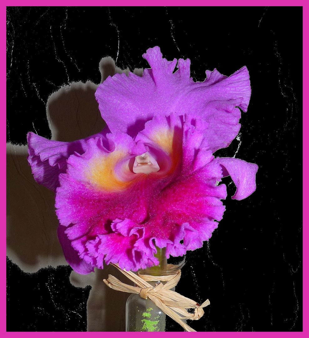 Fleuron d'orchidée catleya