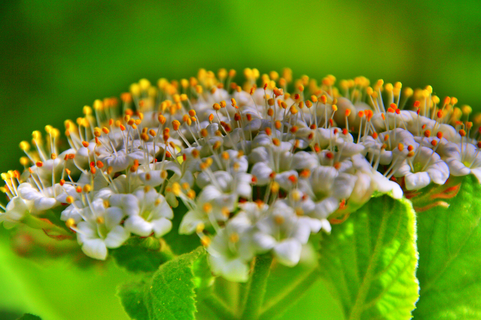 fleurs