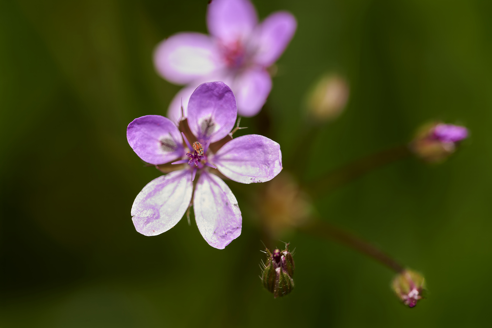 Fleurs 