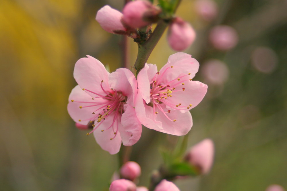 Fleurs