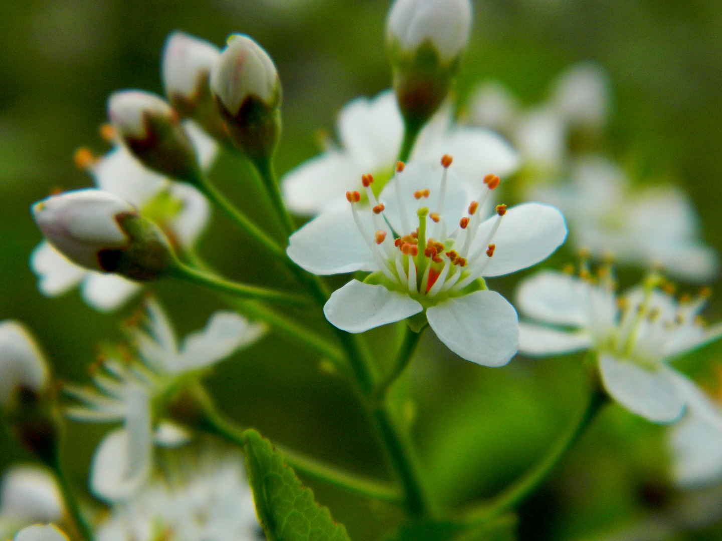 Fleurs