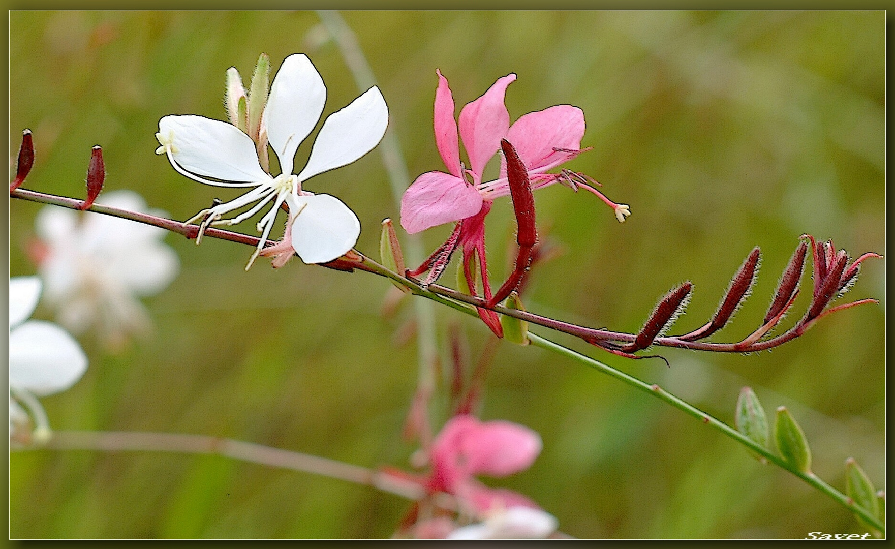 fleurs