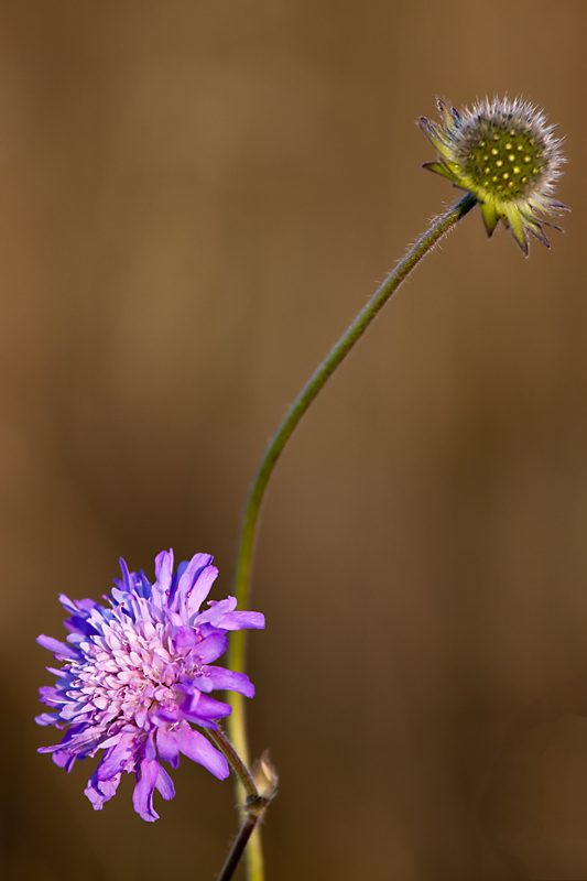 Fleurs