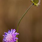 Fleurs