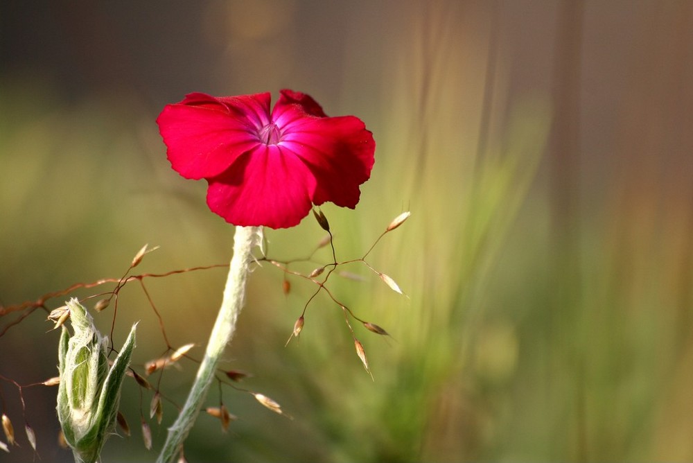 fleurs