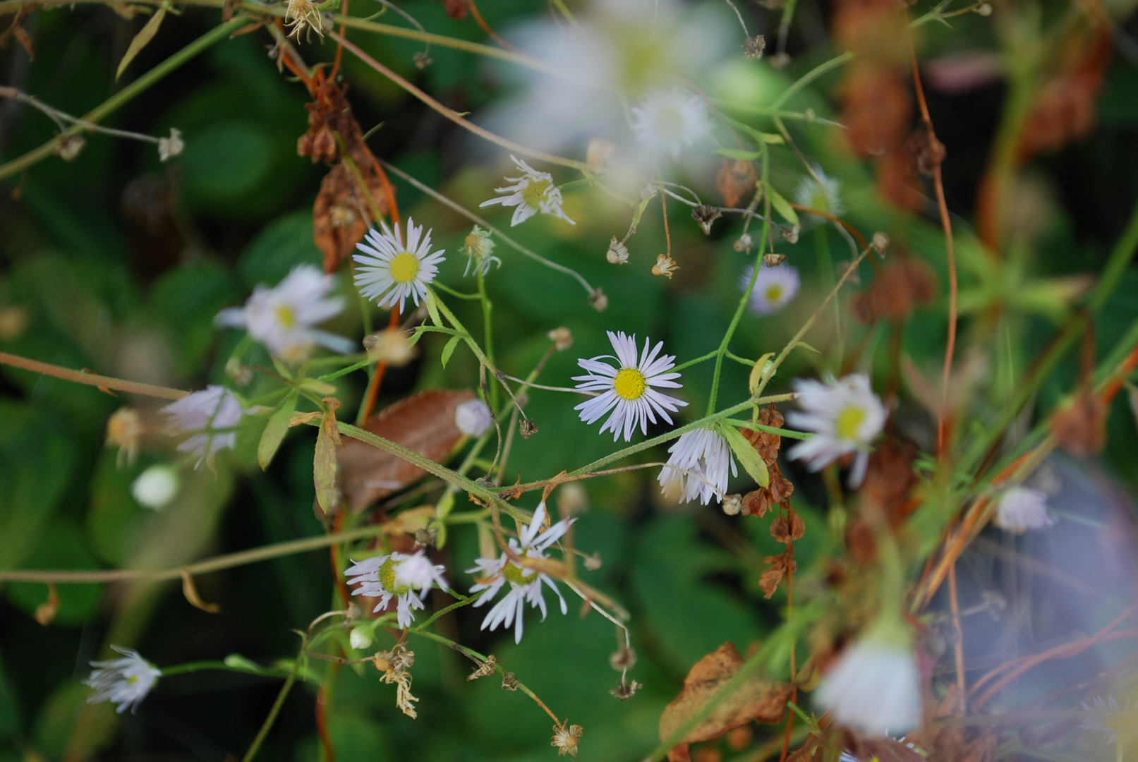 Fleurs