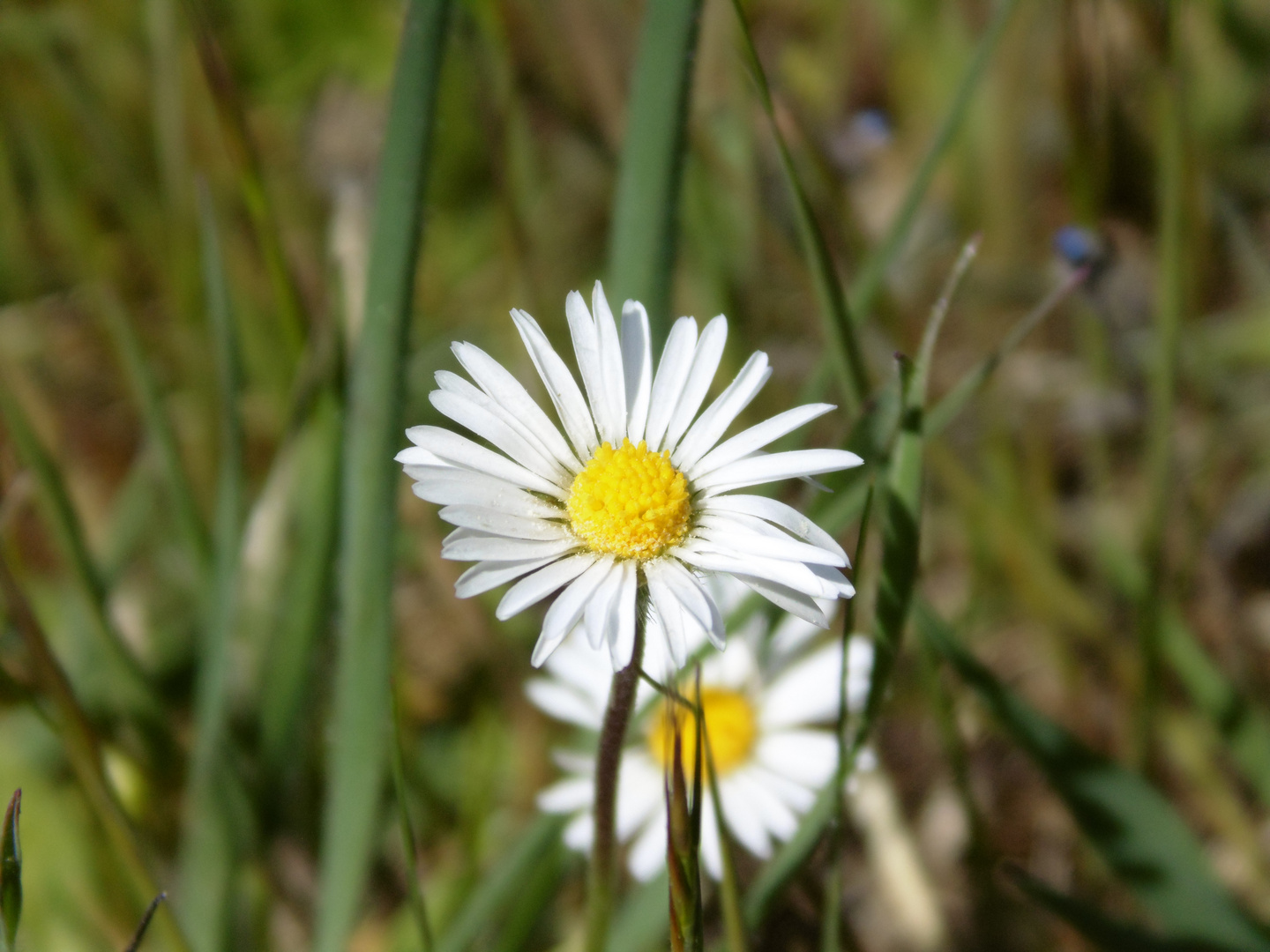 Fleurs