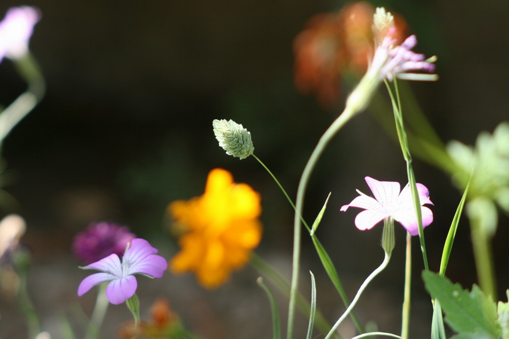 Fleurs