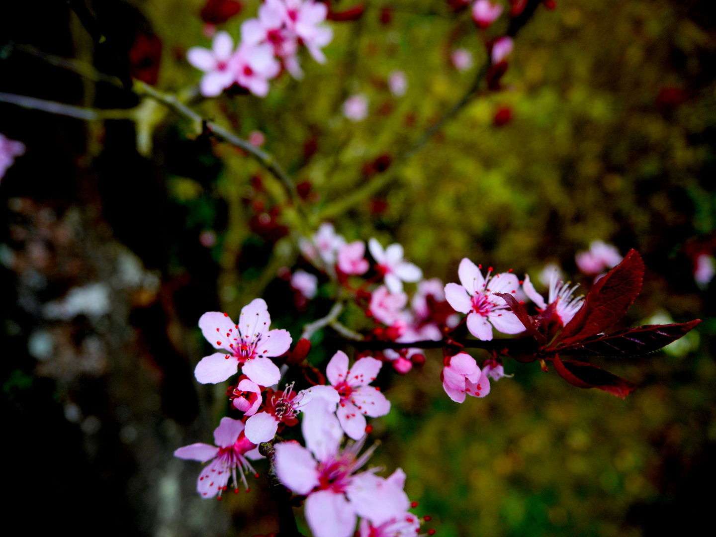 Fleurs