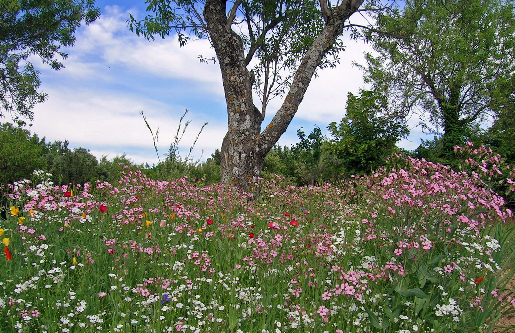 Fleurs