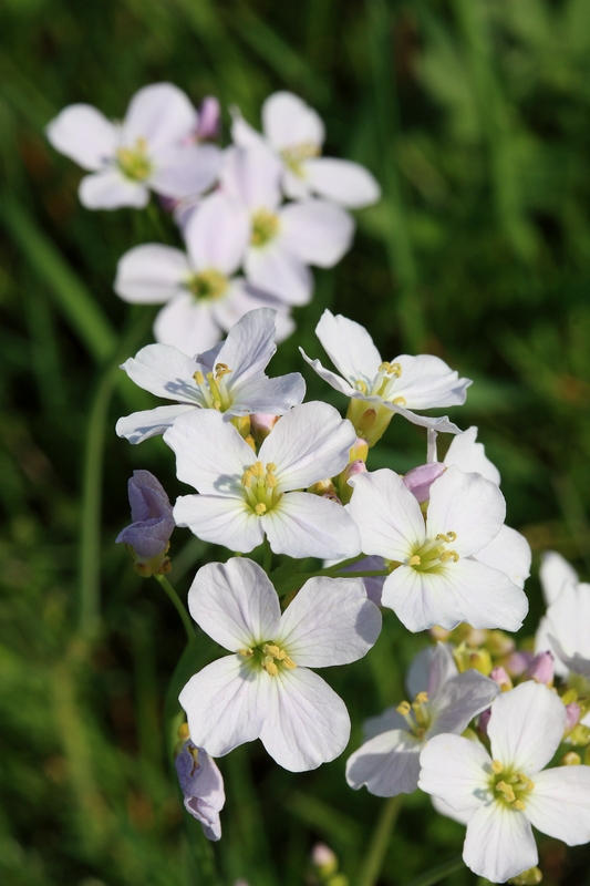 Fleurs