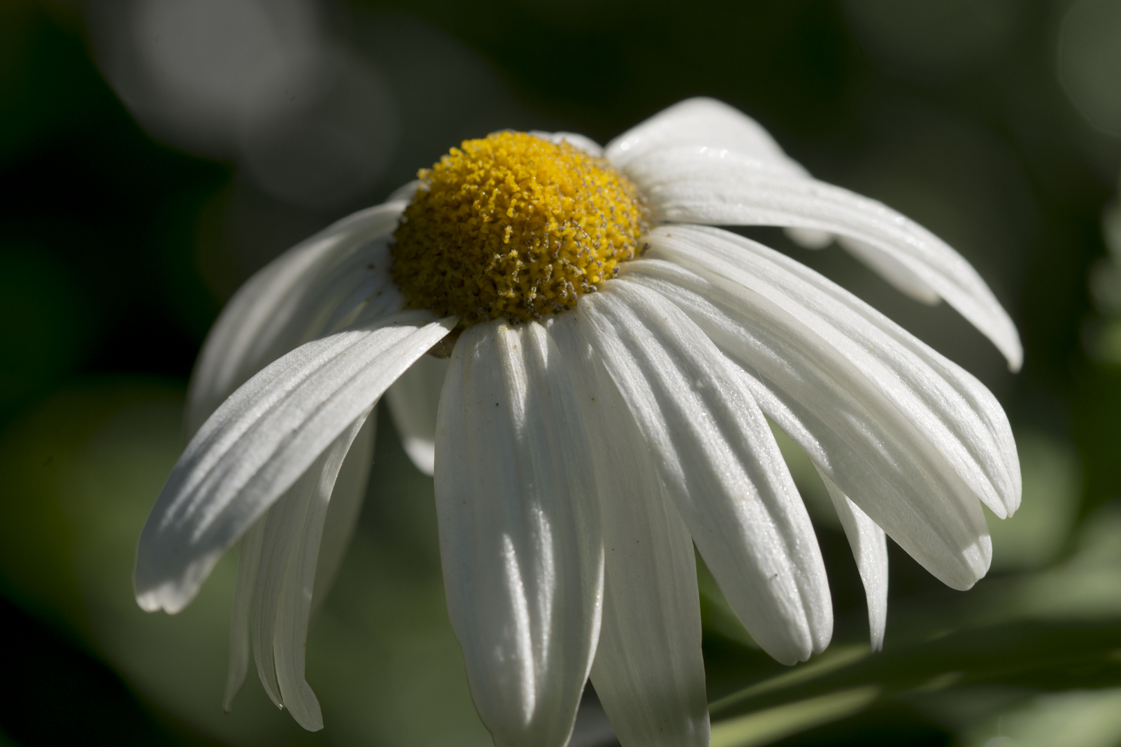 Fleurs 