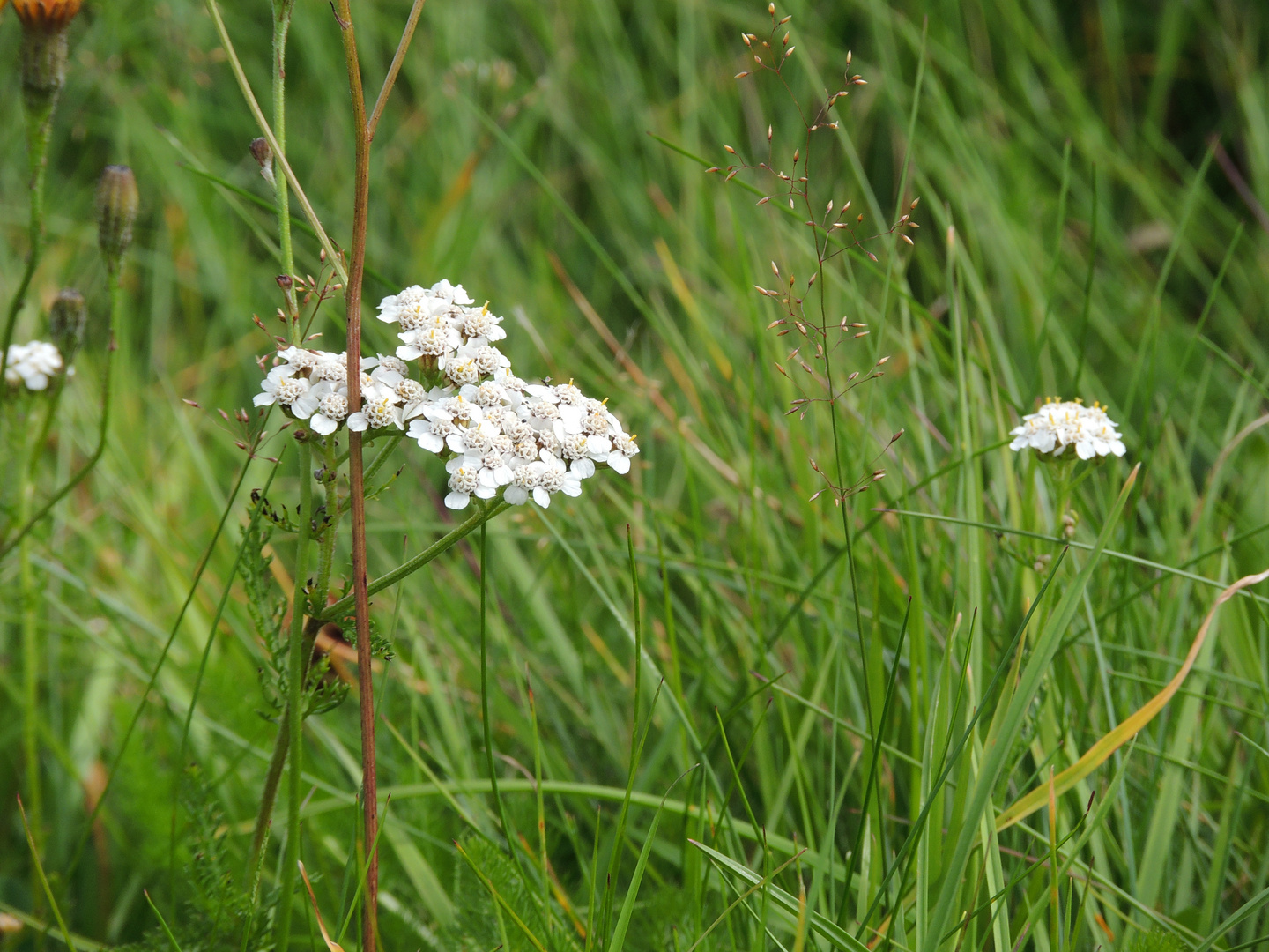 Fleurs