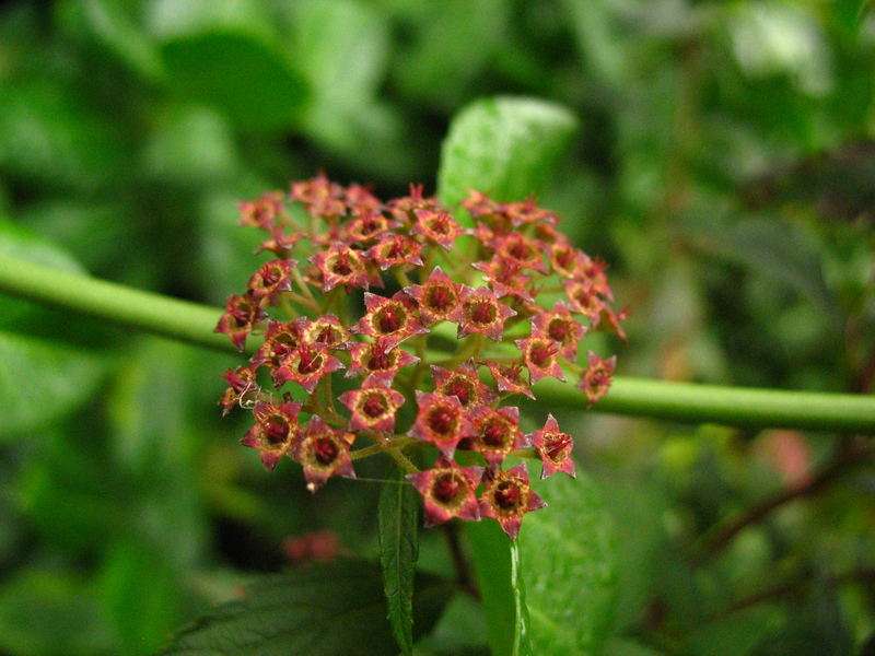 fleurs