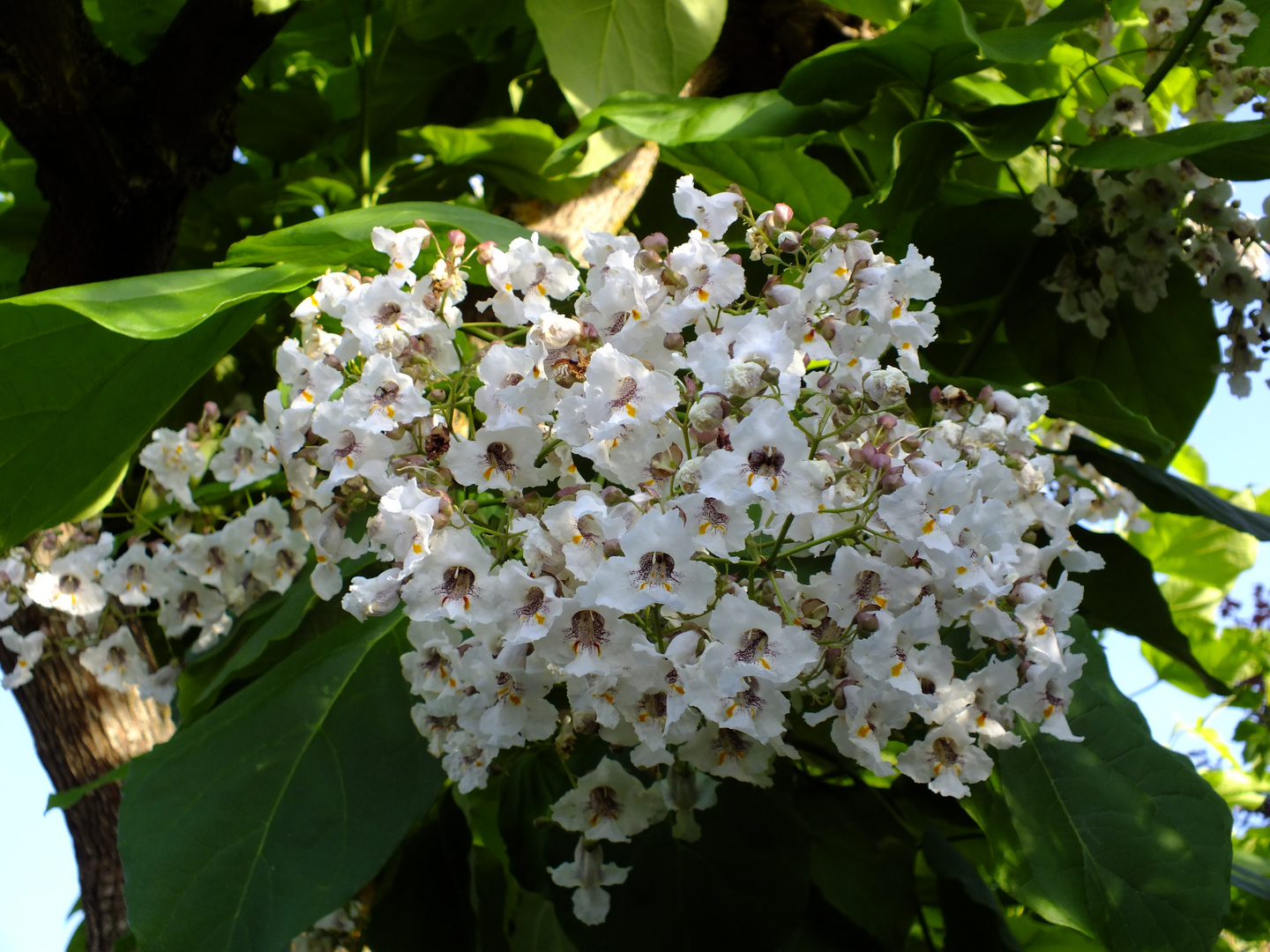 Fleurs