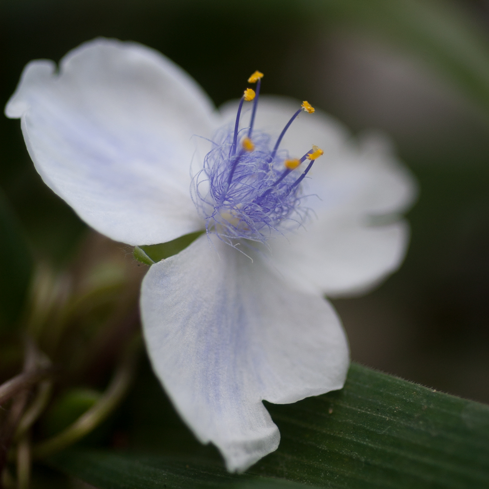 Fleurs