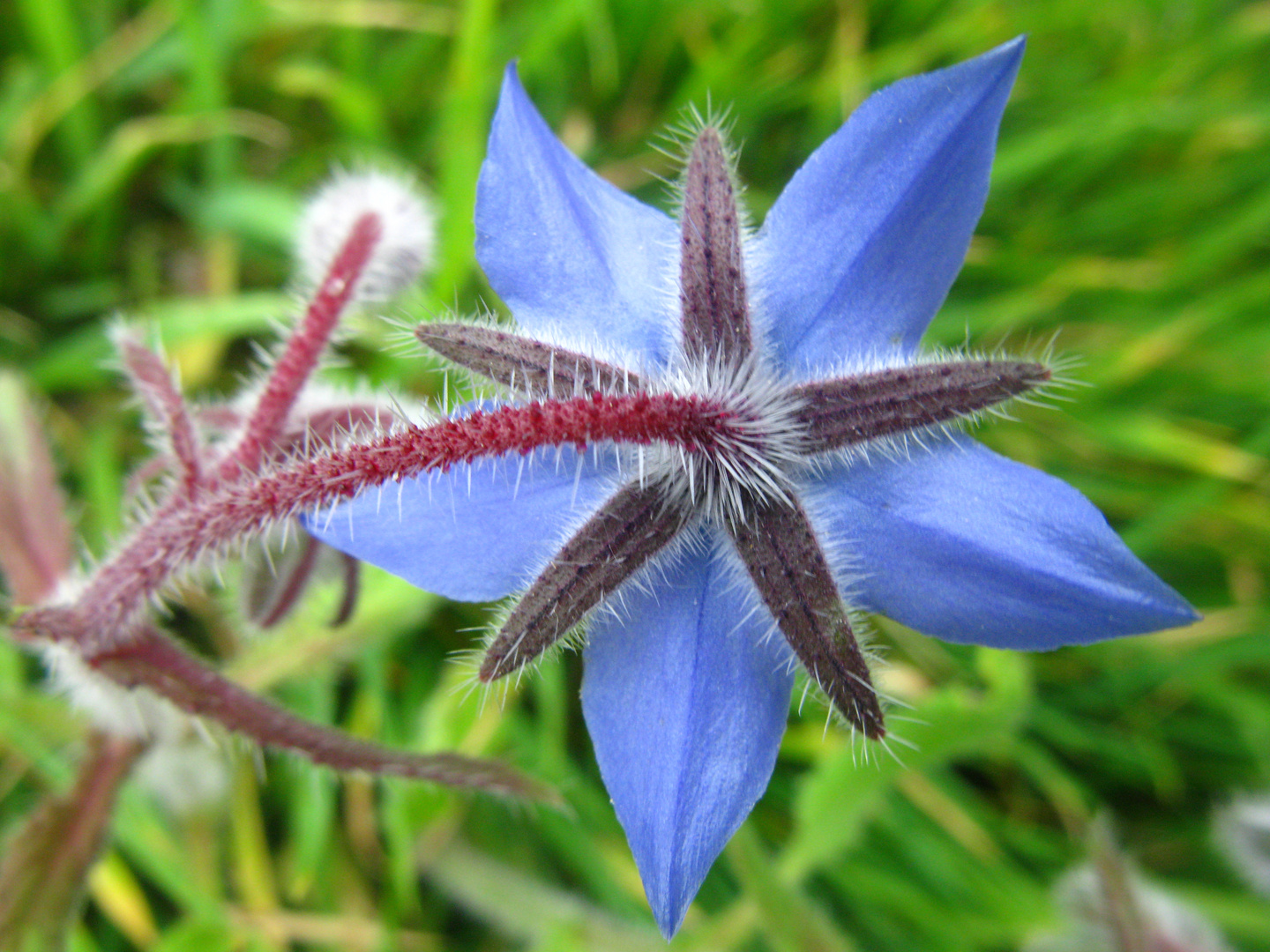 Fleurs à Ouessant 04.2011