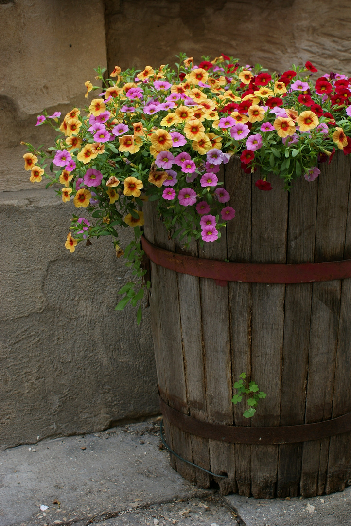 Fleurs à St. Rémy