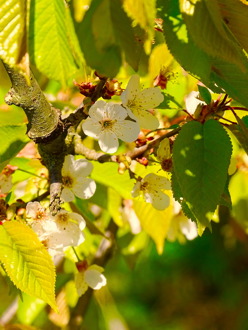 FLEURS