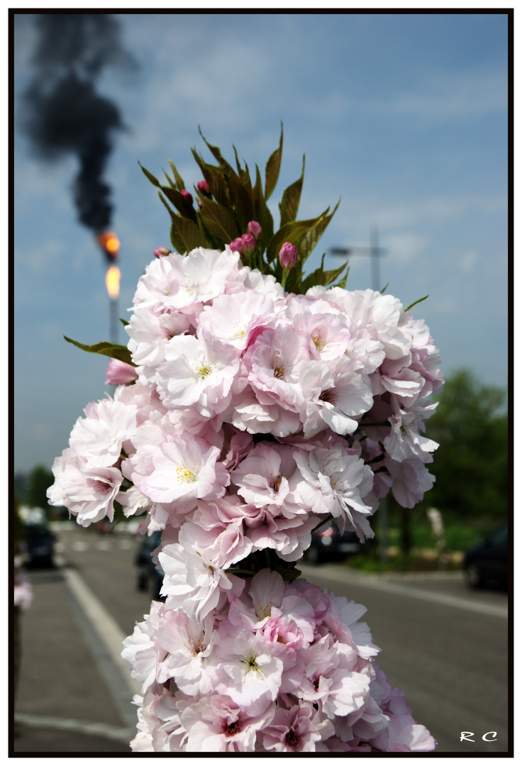 Fleurs anestésiées... au gaz naturel !!!