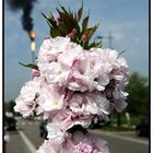 Fleurs anestésiées... au gaz naturel !!!