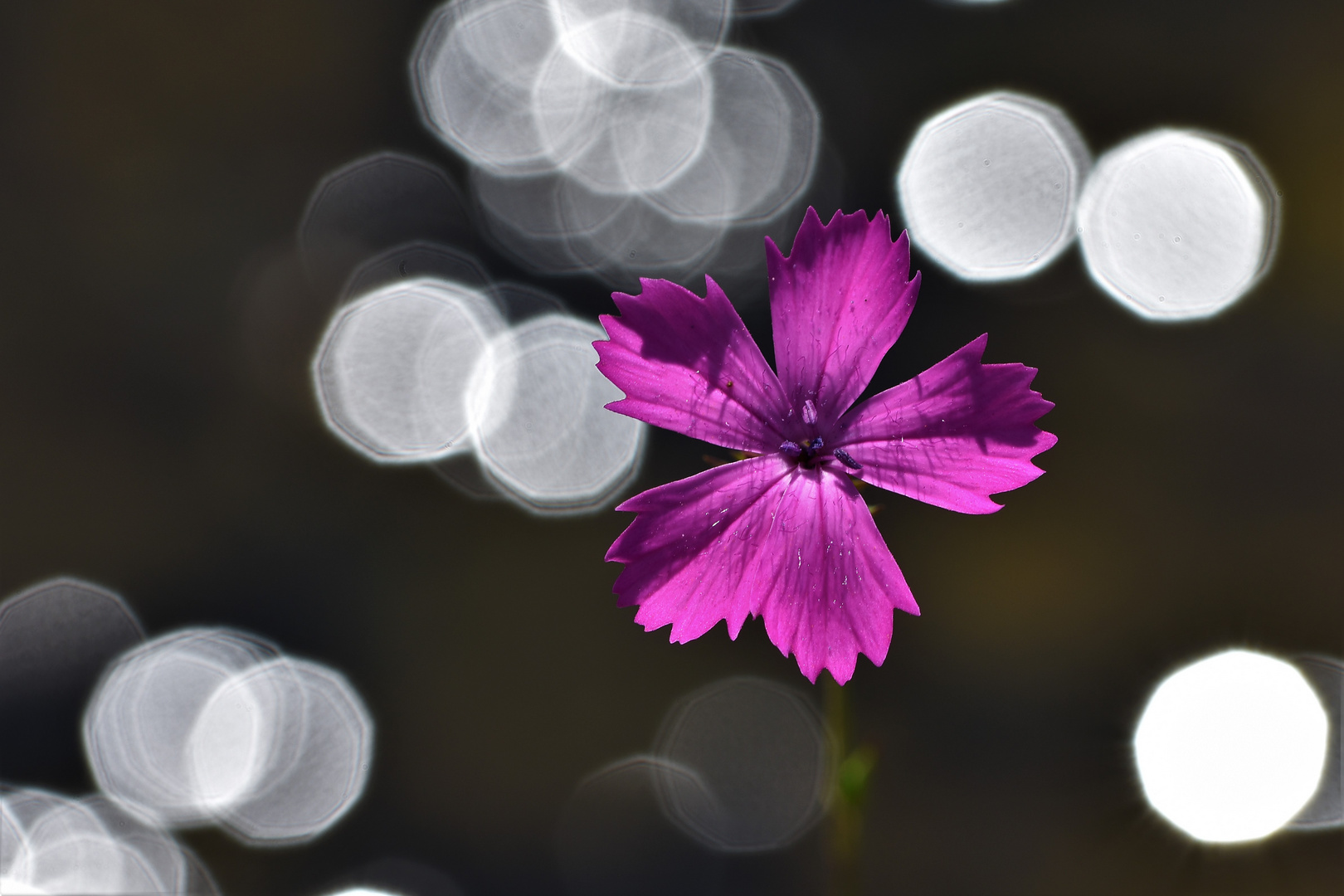 ¨Fleurs apaisantes