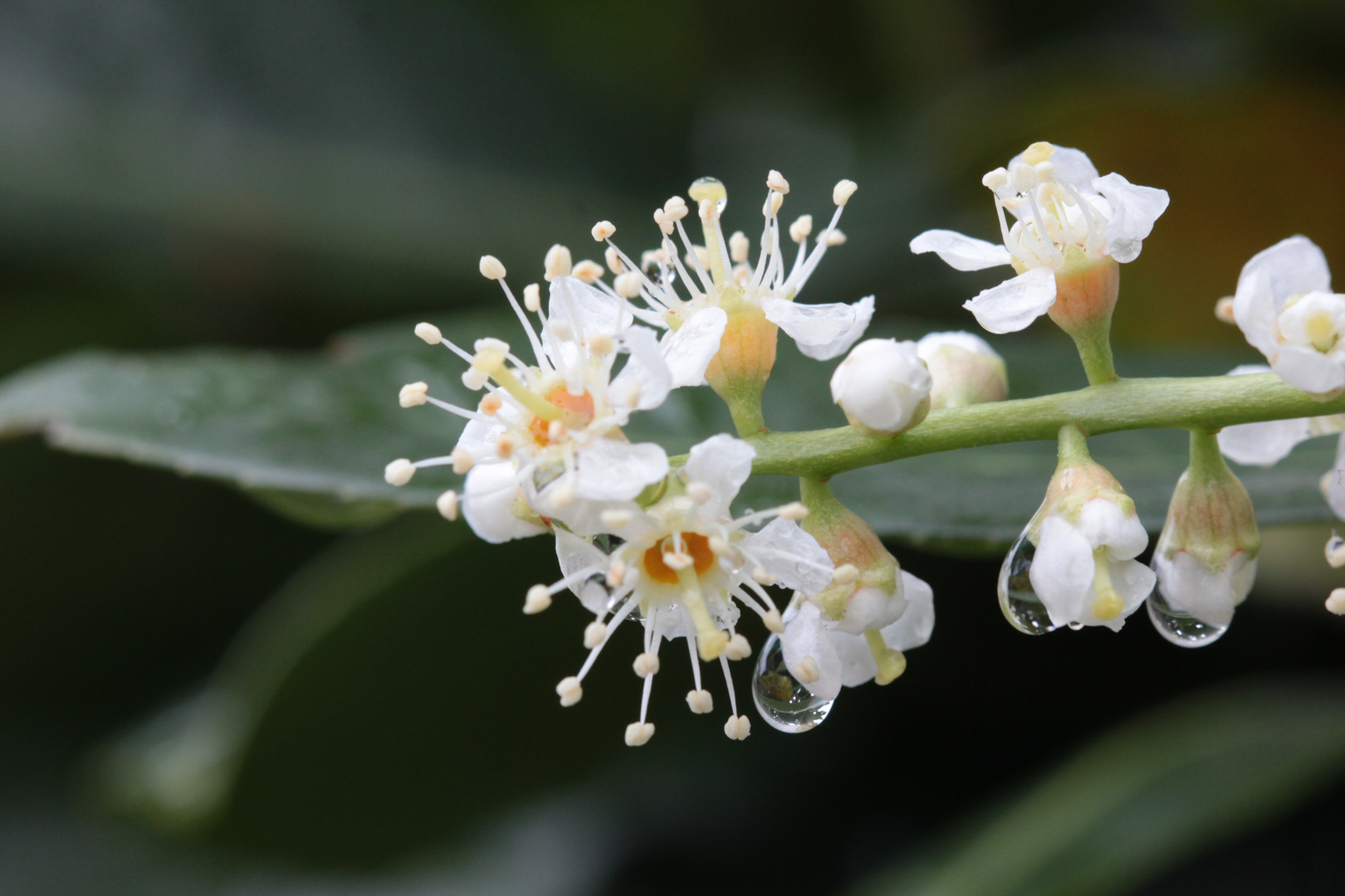 Fleurs après la pluie de printemps