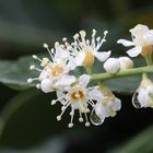 Fleurs après la pluie de printemps